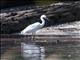 Chinese Egret (Egretta eulophotes)