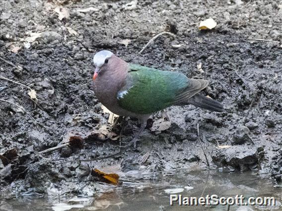 Asian Emerald Dove (Chalcophaps indica) - Male