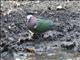 Asian Emerald Dove (Chalcophaps indica) - Male