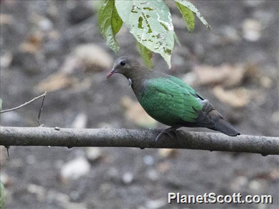 Asian Emerald Dove (Chalcophaps indica) - Female