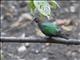 Asian Emerald Dove (Chalcophaps indica) - Female