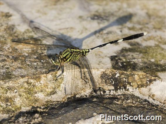 Slender Skimmer (Orthetrum sabina)