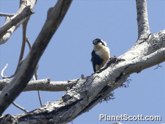 Black-thighed Falconet (Microhierax fringillarius)