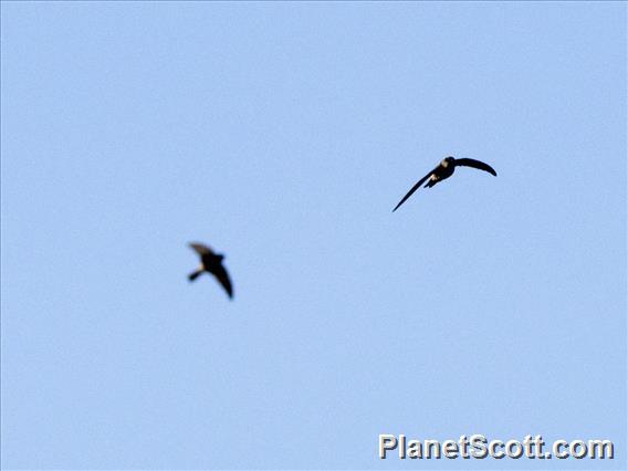 Cave Swiftlet (Collocalia linchi)