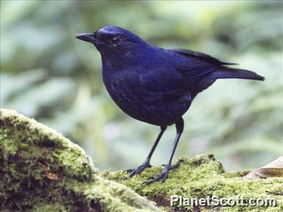 Javan Whistling-Thrush (Myophonus glaucinus)