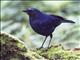 Javan Whistling-Thrush (Myophonus glaucinus)