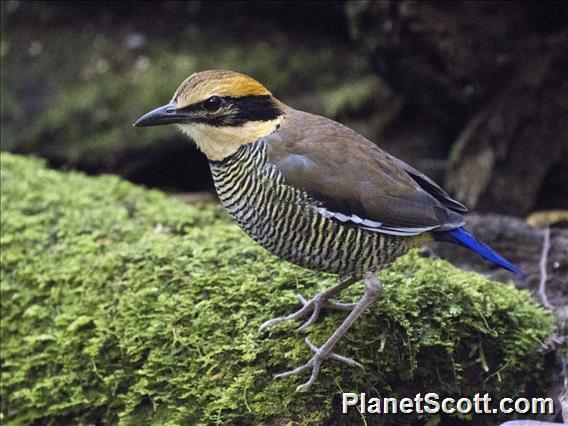 Javan Banded Pitta (Hydrornis guajanus)