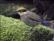 Javan Banded Pitta (Hydrornis guajanus)