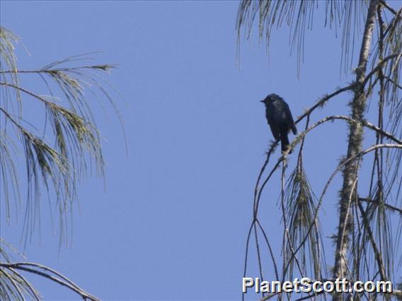 Blue-and-white Flycatcher (Cyanoptila cyanomelana)