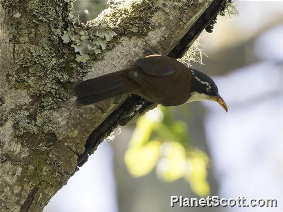 Javan Scimitar-Babbler (Pomatorhinus montanus)