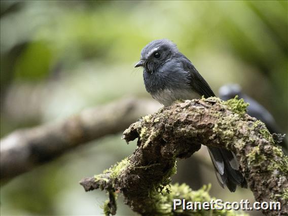 White-bellied Fantail (Rhipidura euryura)