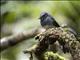 White-bellied Fantail (Rhipidura euryura)