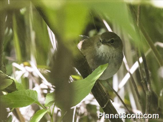 Javan Bush Warbler (Locustella montis)