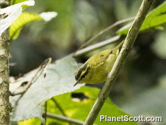 Mountain Leaf-Warbler (Phylloscopus trivirgatus)