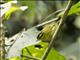 Mountain Leaf-Warbler (Phylloscopus trivirgatus)