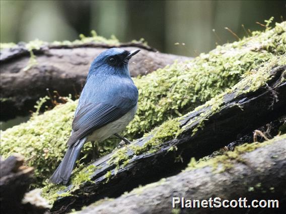 Indigo Flycatcher (Eumyias indigo)