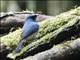 Indigo Flycatcher (Eumyias indigo)