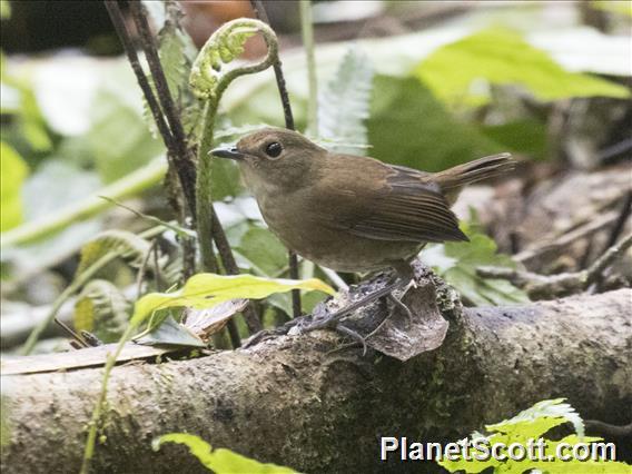 Lesser Shortwing (Brachypteryx leucophris) - Male