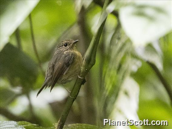 Lesser Shortwing (Brachypteryx leucophris) - Female