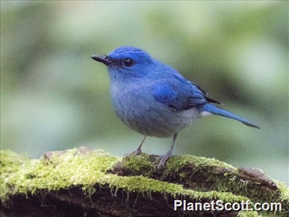 Pale Blue-Flycatcher (Cyornis unicolor)