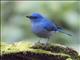 Pale Blue-Flycatcher (Cyornis unicolor)