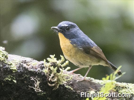 Snowy-browed Flycatcher (Ficedula hyperythra)