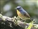 Snowy-browed Flycatcher (Ficedula hyperythra)