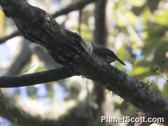 Javan Bulbul (Ixos virescens)