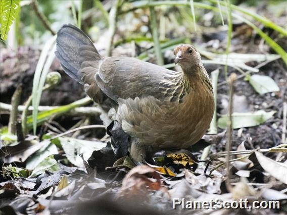 Red Junglefowl (Gallus gallus)