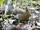 Red Junglefowl (Gallus gallus)