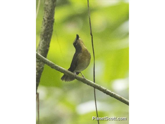 Javan Blue-Flycatcher (Cyornis banyumas)