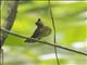 Javan Blue-Flycatcher (Cyornis banyumas)