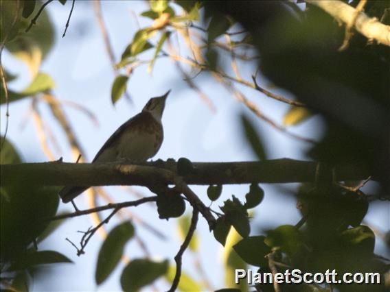 Orange-banded Thrush (Geokichla peronii)