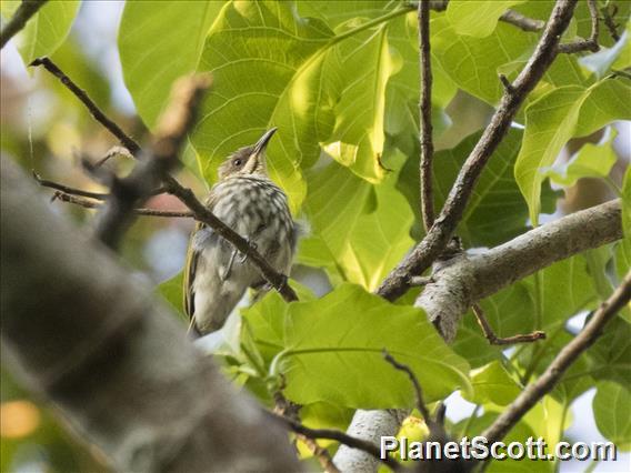 Streak-breasted Honeyeater (Meliphaga reticulata)