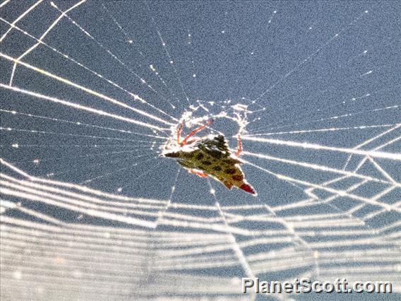 Christmas Spider (Gasteracantha taeniata)