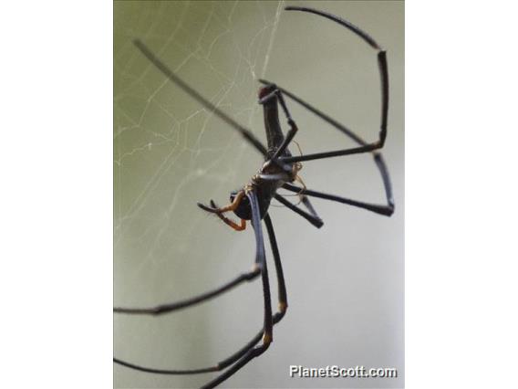 Giant Golden Orbweaver (Nephila pilipes)