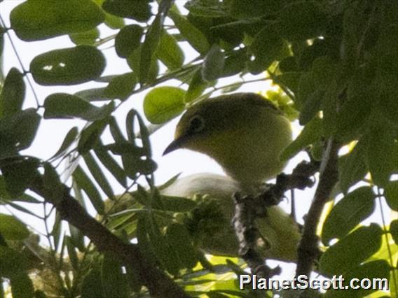 Ashy-bellied White-eye (Zosterops citrinella)