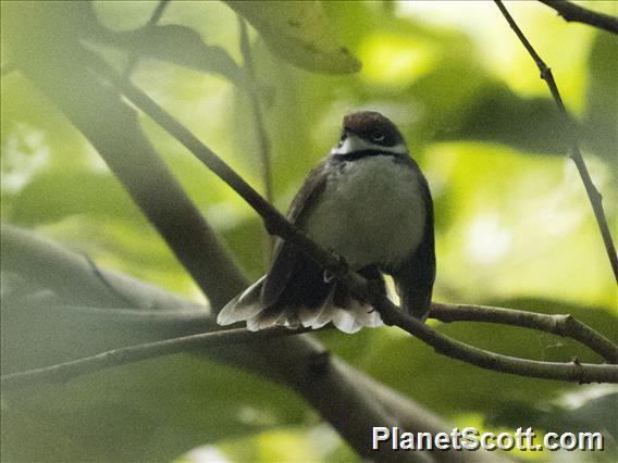 Supertramp Fantail (Rhipidura semicollaris)