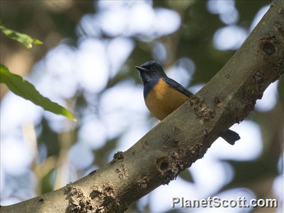 Timor Blue Flycatcher (Eumyias hyacinthinus)