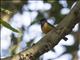 Timor Blue Flycatcher (Eumyias hyacinthinus)