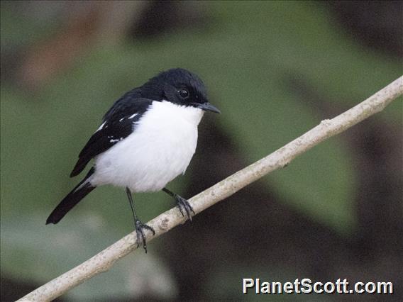 Timor Bushchat (Saxicola gutturalis)