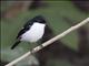 Timor Bushchat (Saxicola gutturalis)