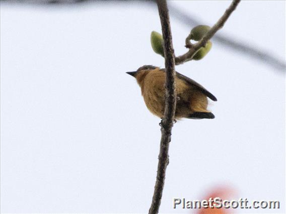 Timor Stubtail (Urosphena subulata)