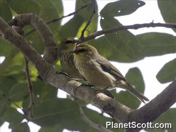 Timor Heleia (Heleia muelleri)