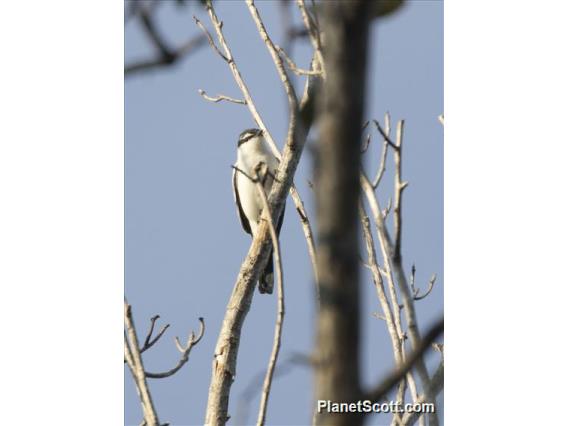 White-shouldered Triller (Lalage sueurii)