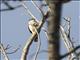 White-shouldered Triller (Lalage sueurii)