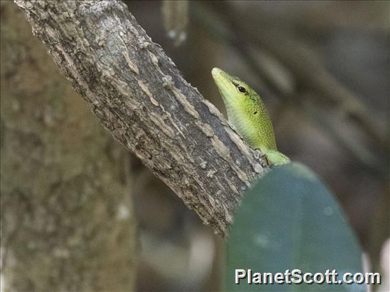 Emerald Tree Skink (Lamprolepis smaragdina)