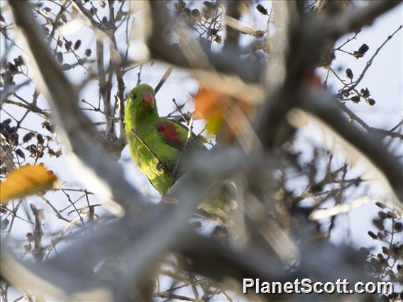 Olive-shouldered Parrot (Aprosmictus jonquillaceus)