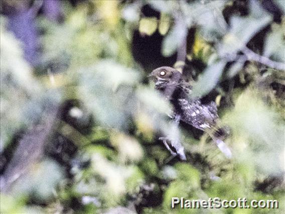 Timor Nightjar (Caprimulgus ritae)