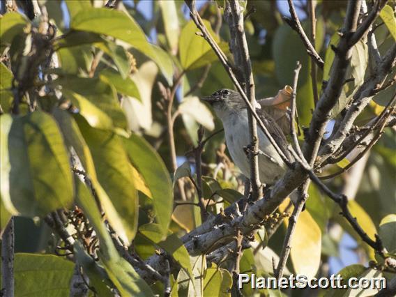 Red-chested Flowerpecker (Dicaeum maugei)